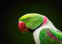 丈夫出軌被鸚鵡模仿露骨言語揭穿 具體事件經(jīng)過是什么? 