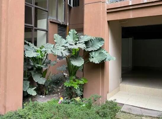 姐弟墜亡案被告翻供稱“有精神病” 真相到底是什么?