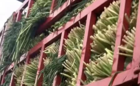 運(yùn)輸無(wú)根小蔥被收費(fèi)?司機(jī)回應(yīng) 真相揭露真的令人大吃一驚