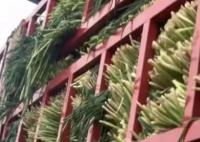 運(yùn)輸無根小蔥被收費(fèi)?司機(jī)回應(yīng) 真相揭露真的令人大吃一驚