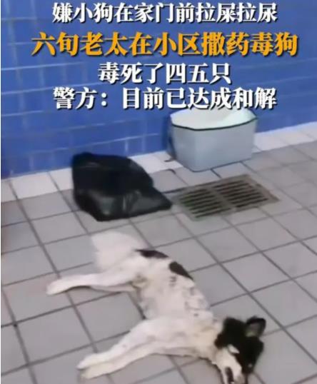 女子疑在小區(qū)內(nèi)撒藥致多條狗死亡 真相到底是什么?