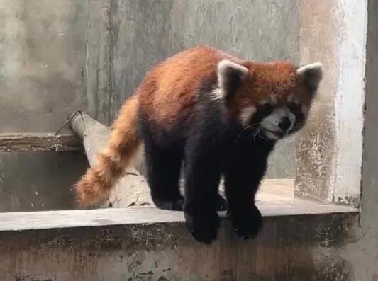 警方破獲大案解救63只小熊貓 真相到底是什么?