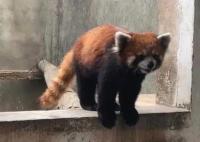 警方破獲大案解救63只小熊貓 真相到底是什么?