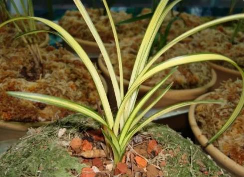 農(nóng)婦掐走兩枝蘭花被判三緩四 真相曝光簡直太驚人了