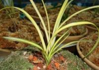 農(nóng)婦掐走兩枝蘭花被判三緩四 真相曝光簡直太驚人了