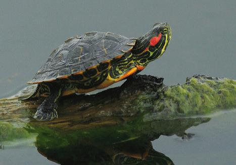 日本6月起禁止出售或放生小龍蝦 原因竟是這樣實在是太意外了