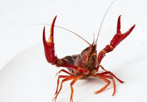 日本6月起禁止出售或放生小龍蝦 原因竟是這樣實在是太意外了