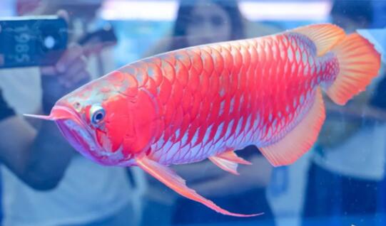 一條龍魚(yú)居然能換一套房 到底是什么情況?