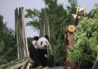 丫丫回到北京動物園 暫不對外展出 背后原因簡直驚呆了眾人