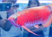 一條龍魚居然能換一套房 真相曝光簡直太驚人了 