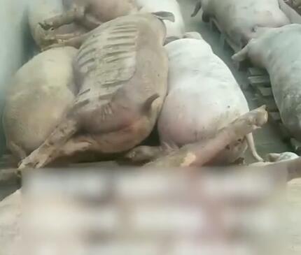 豬場(chǎng)電閘跳閘 高溫致上千頭豬死亡 背后原因簡(jiǎn)直驚呆了眾人