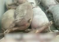 豬場電閘跳閘 高溫致上千頭豬死亡 照片曝光實在是太嚇人了