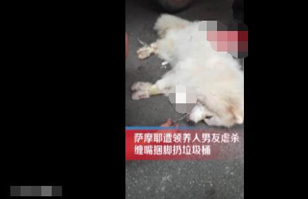 薩摩耶遭領養(yǎng)人男友捆腳丟棄死亡 照片曝光實在是太嚇人了