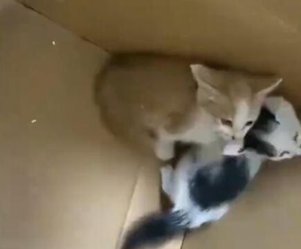 男子用錘子鑿墻壁救出4只小貓 原因揭秘直接讓人傻眼了