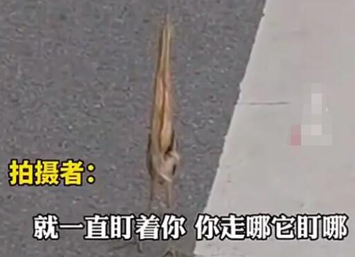 男子路遇紙片鳥一查竟是國保動物 真相離奇讓人直呼太意外