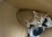 男子用錘子鑿墻壁救出4只小貓 真相揭露真的令人大吃一驚