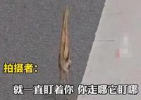 男子路遇紙片鳥一查竟是國(guó)保動(dòng)物 真相離奇讓人直呼太意外