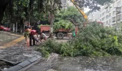 安徽12級(jí)大風(fēng)刮倒龍門吊致3死 原因揭秘直接讓人傻眼了