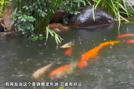 50多條錦鯉首尾相連“龍形游” 真相曝光簡直太驚人了