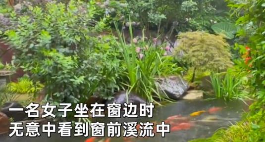 50多條錦鯉首尾相連“龍形游” 真相曝光簡直太驚人了