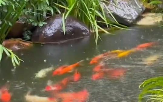 50多條錦鯉首尾相連“龍形游” 真相曝光簡直太驚人了