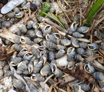 女子吃了兩捧割香螺心跳驟停 原因竟是這樣實在是太意外了