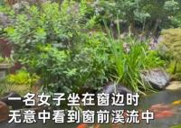 50多條錦鯉首尾相連“龍形游” 真相曝光簡(jiǎn)直太驚人了