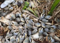 女子吃了兩捧割香螺心跳驟停 真相曝光簡(jiǎn)直太驚人了