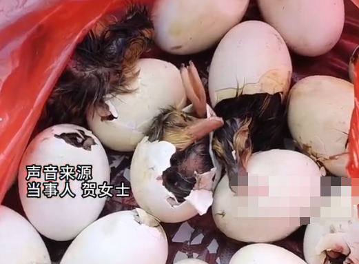男子趕集買(mǎi)毛蛋到家全變鴨子 真相揭露真的令人大吃一驚