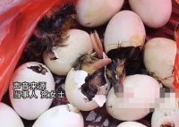 男子趕集買(mǎi)毛蛋到家全變鴨子 真相揭露真的令人大吃一驚