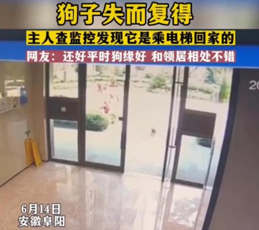 狗狗嫌天熱自己坐電梯回家 原因竟是這樣實在是太意外了