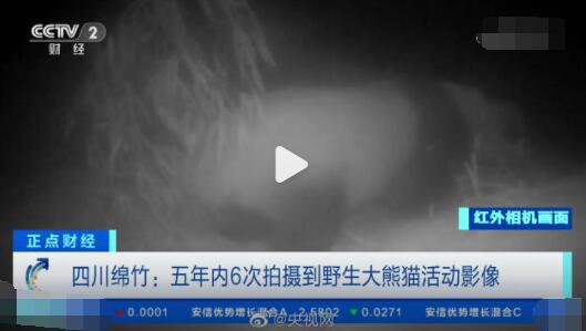 野生大熊貓用屁股蹭了蹭紅外相機(jī) 到底是什么情況?