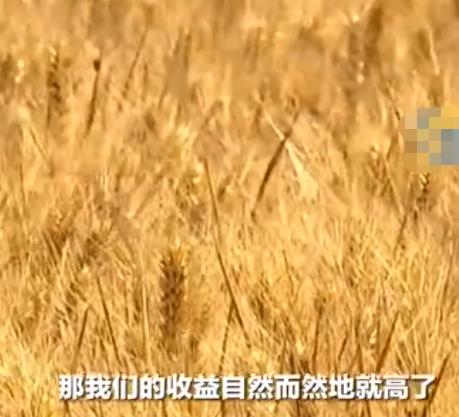 女子種地5600畝國企老公辭職支持 農(nóng)場規(guī)?；瘷C(jī)械化智慧化種糧