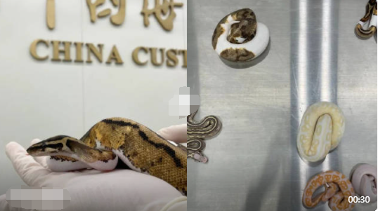 男子用棉襪裝6條活體蛇入境被查 照片曝光實(shí)在是嚇人