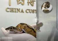 男子用棉襪裝6條活體蛇入境被查 真相太出乎意料了