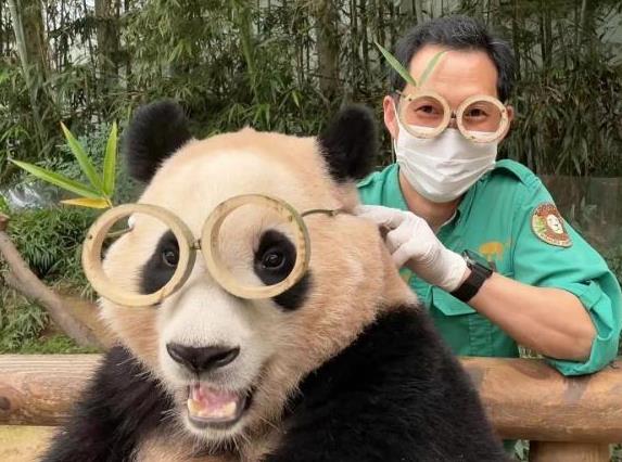 上萬韓國人競聘和大熊貓相關崗位 為什么這么受歡迎?