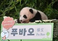 上萬韓國人競聘和大熊貓相關(guān)崗位 原因太出乎意料了