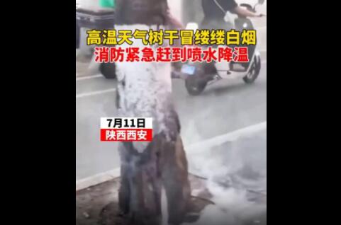 高溫天氣西安一行道樹(shù)冒白煙 原因太出乎意料了