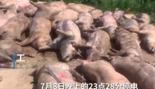 豬場因斷電死亡462頭豬損失近百萬 原因太出乎意料了