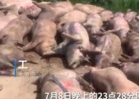 豬場因斷電死亡462頭豬損失近百萬 照片曝光實在是太嚇人了