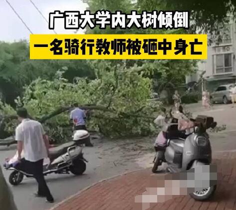 校方回應教師被樹砸中身亡 原因太出乎意料了