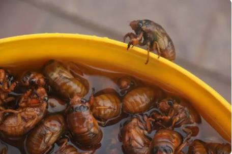 抓知了賣260元一斤10天賺萬(wàn)元 原因太出乎意料了