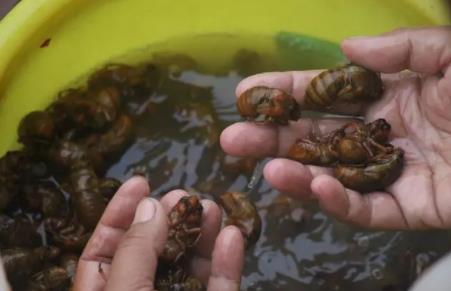 抓知了賣260元一斤10天賺萬元 原因太出乎意料了