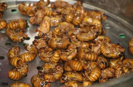 抓知了賣260元一斤10天賺萬元 原因太出乎意料了