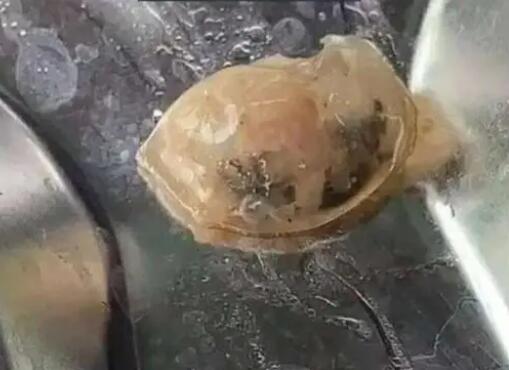 記者解剖鴨頭剝出鞏膜:反光質(zhì)感 原因揭秘直接讓人傻眼了