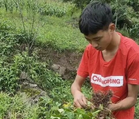 涼山小伙考上北大 錄取前還在干農(nóng)活 背后故事太讓人心酸