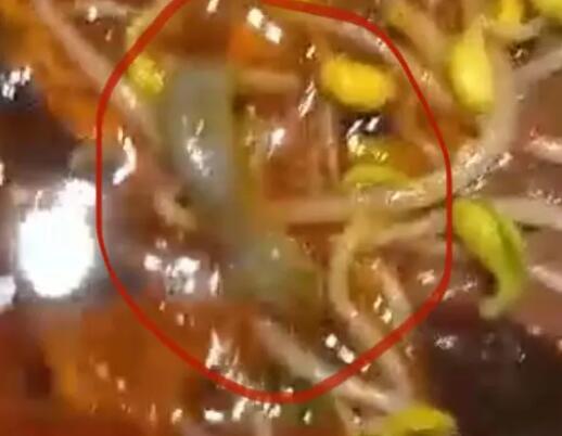 男子稱在飯店毛血旺里吃出壁虎 真相竟是這樣實(shí)在是太意外了  