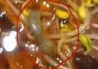 男子稱在飯店毛血旺里吃出壁虎 真相竟是這樣實(shí)在是太意外了  