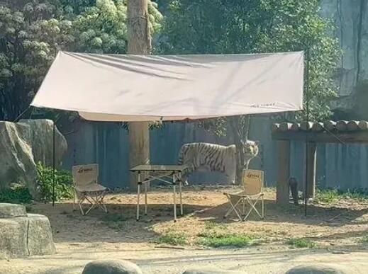 重金懸賞與虎同住的動(dòng)物園被罰 真相曝光簡(jiǎn)直太驚人了 