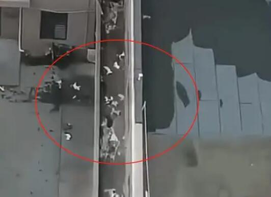 天津一小區(qū)15只貓墜亡 警方回應 到底是什么情況?